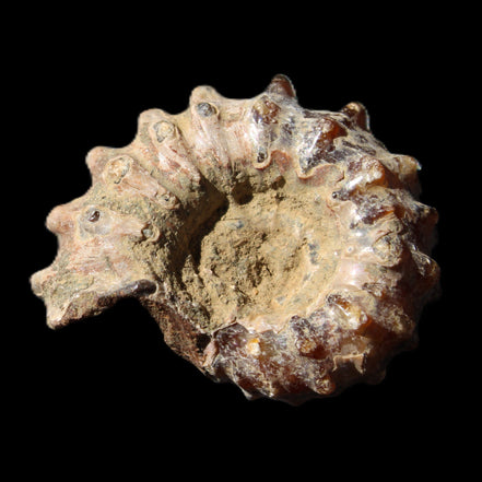 Cretaceous Ammonite Douvilleiceras from Madagascar 36*30*20mm 26/31g in sunlight - Rocks and Things Store