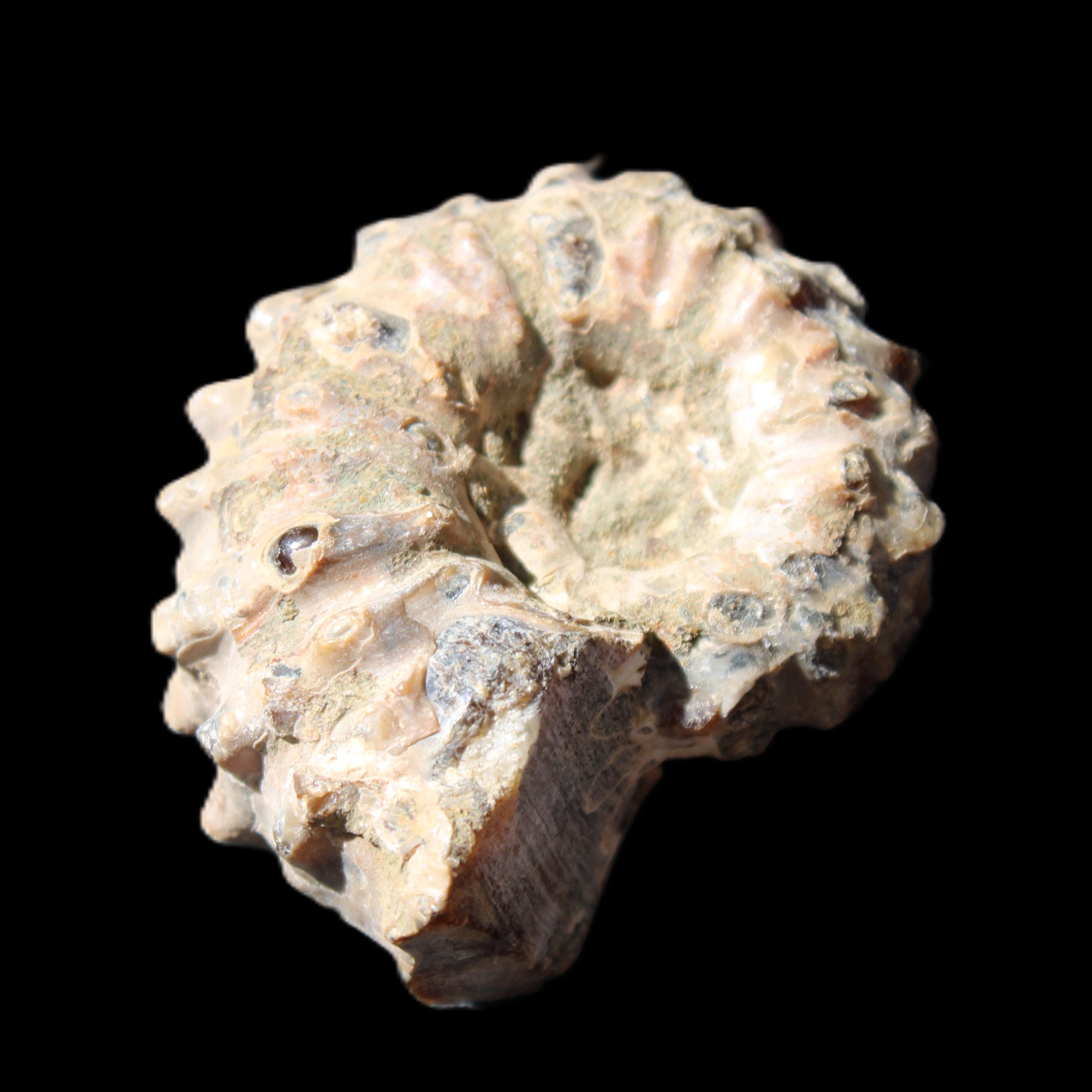 Cretaceous Ammonite Douvilleiceras from Madagascar 36*30*20mm 26/31g in sunlight - Rocks and Things Store