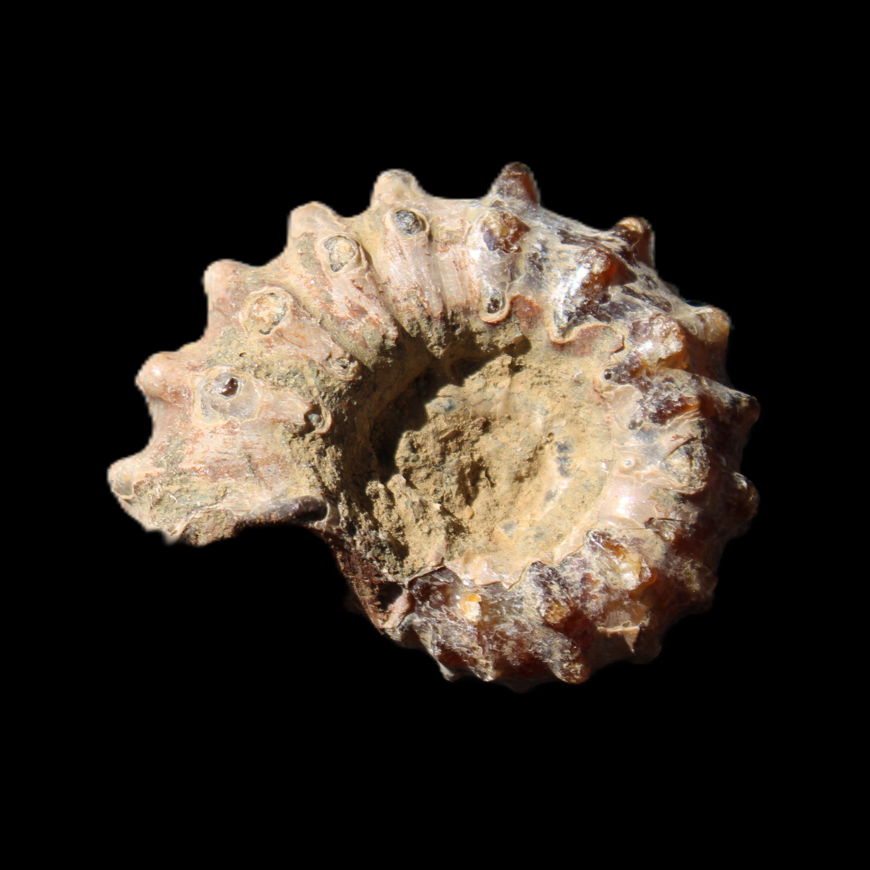 Cretaceous Ammonite Douvilleiceras from Madagascar 36*30*20mm 26/31g in sunlight - Rocks and Things Store