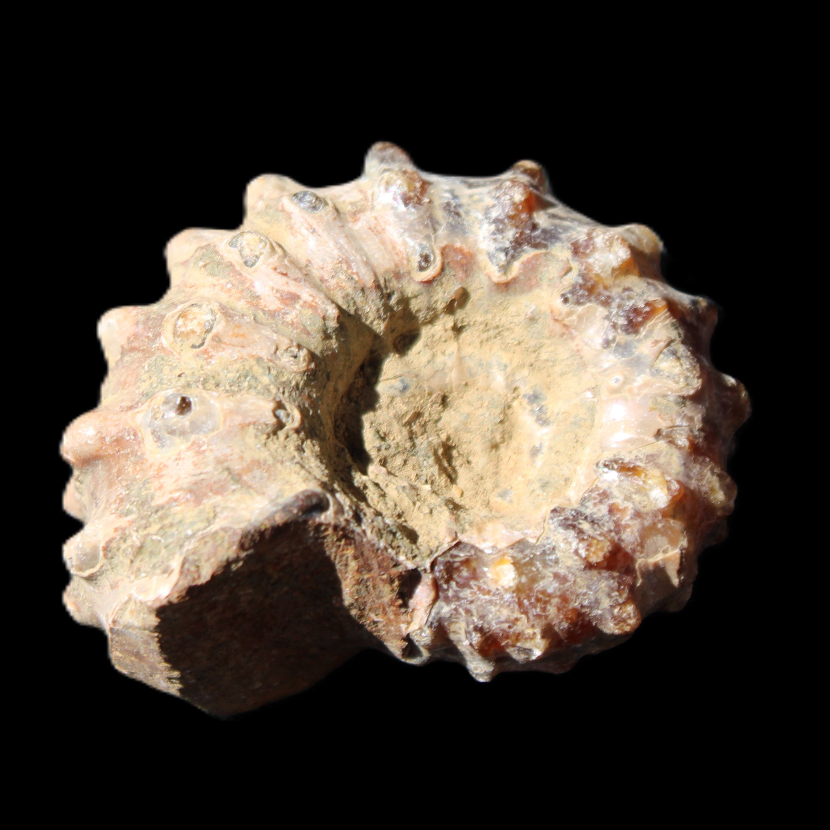 Cretaceous Ammonite Douvilleiceras from Madagascar 36*30*20mm 26/31g in sunlight - Rocks and Things Store