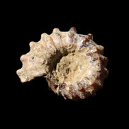 Cretaceous Ammonite Douvilleiceras from Madagascar 36*30*20mm 26/31g in sunlight - Rocks and Things Store