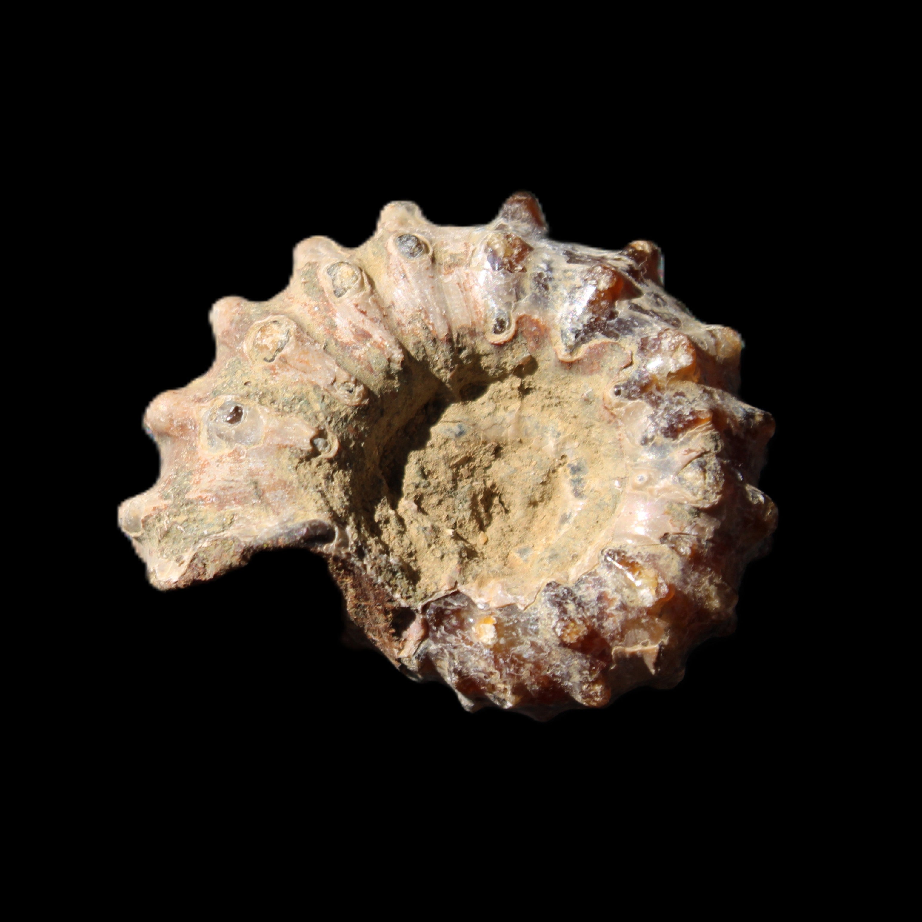 Cretaceous Ammonite Douvilleiceras from Madagascar 36*30*20mm 26/31g in sunlight - Rocks and Things Store