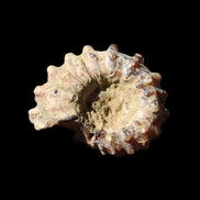 Cretaceous Ammonite Douvilleiceras from Madagascar 36*30*20mm 26/31g in sunlight - Rocks and Things Store