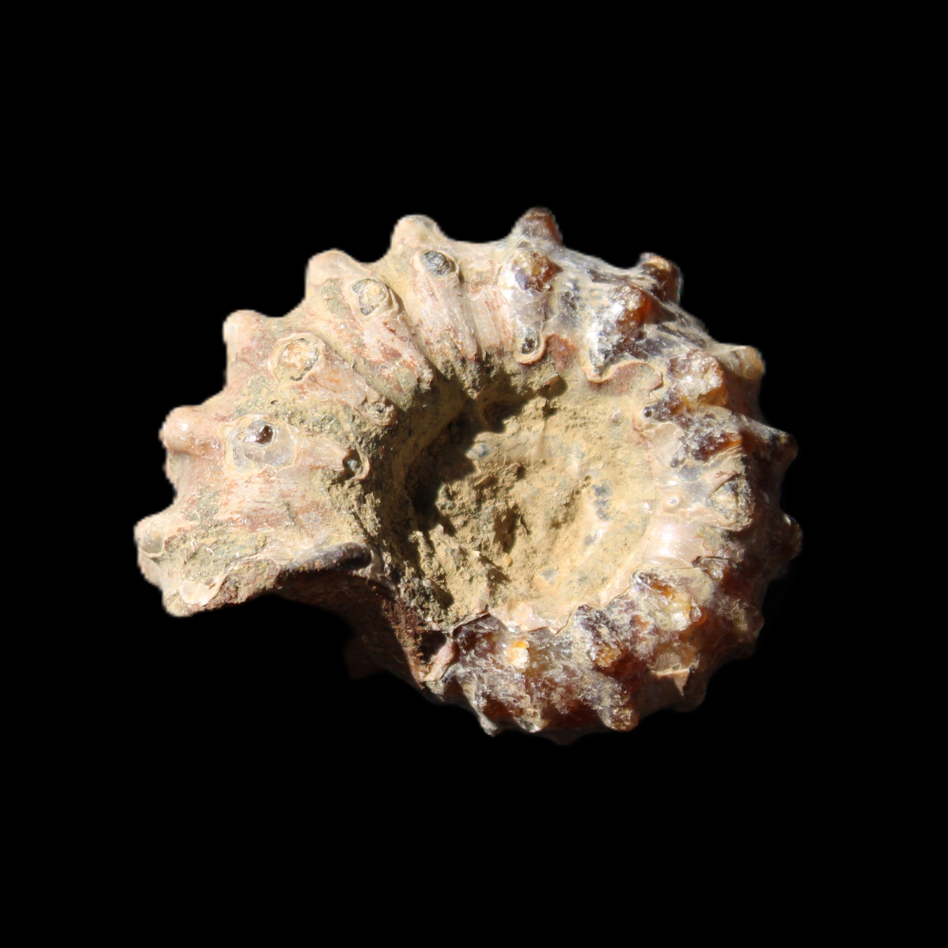 Cretaceous Ammonite Douvilleiceras from Madagascar 36*30*20mm 26/31g in sunlight - Rocks and Things Store