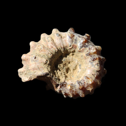 Cretaceous Ammonite Douvilleiceras from Madagascar 36*30*20mm 26/31g in sunlight - Rocks and Things Store