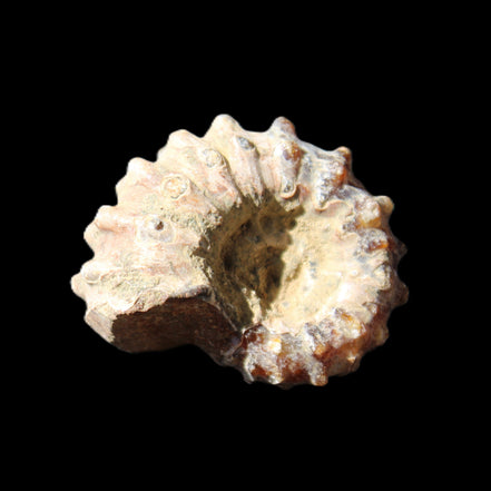 Cretaceous Ammonite Douvilleiceras from Madagascar 36*30*20mm 26/31g in sunlight - Rocks and Things Store