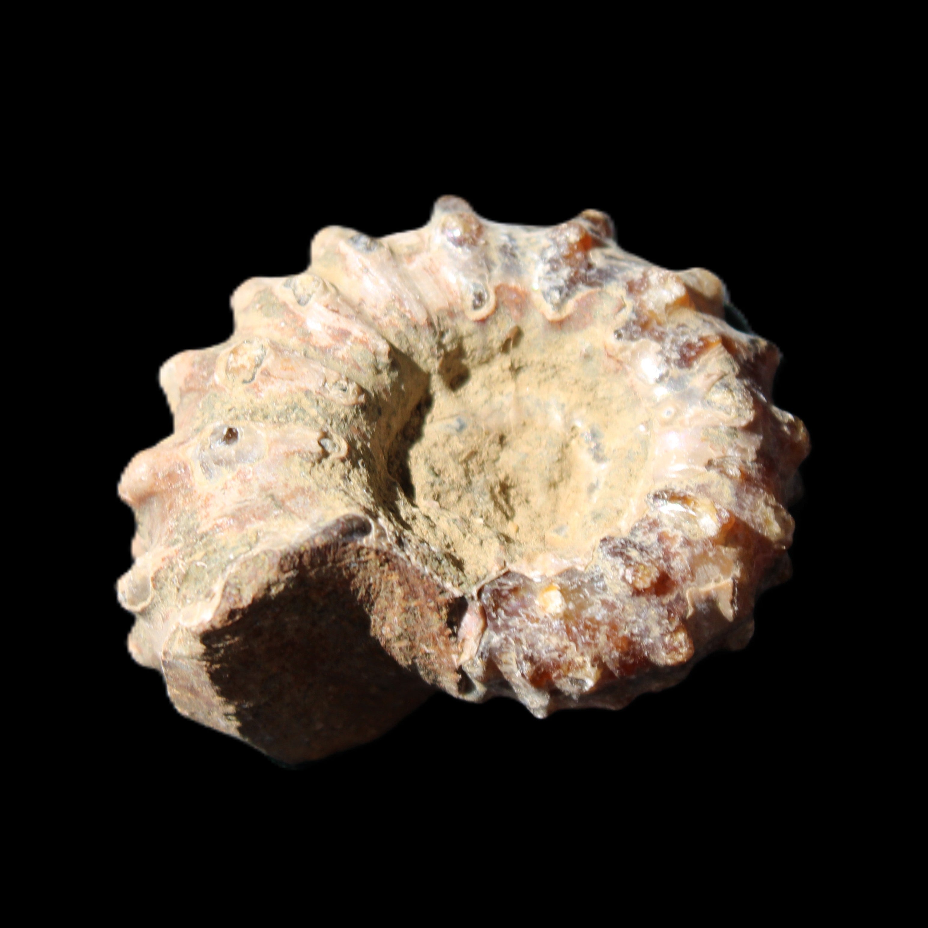 Cretaceous Ammonite Douvilleiceras from Madagascar 36*30*20mm 26/31g in sunlight - Rocks and Things Store