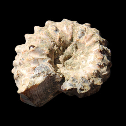 Cretaceous Ammonite Douvilleiceras from Madagascar 36*30*20mm 26/31g in sunlight - Rocks and Things Store