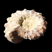 Cretaceous Ammonite Douvilleiceras from Madagascar 36*30*20mm 26/31g in sunlight - Rocks and Things Store