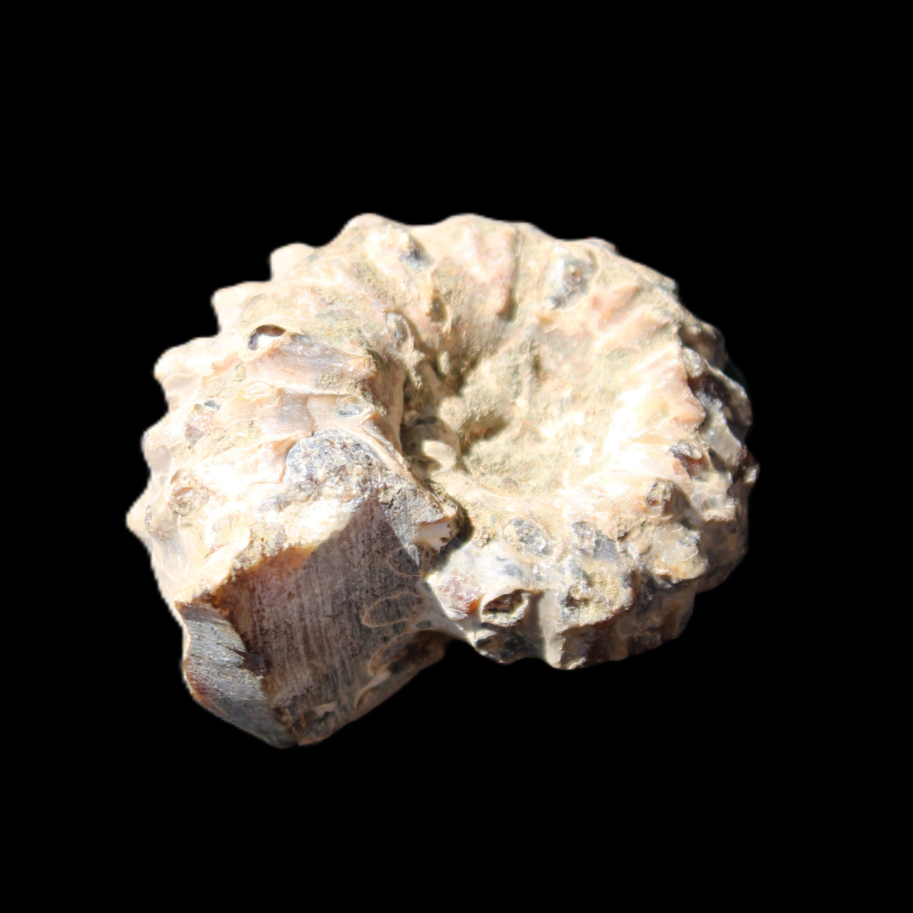 Cretaceous Ammonite Douvilleiceras from Madagascar 36*30*20mm 26/31g in sunlight - Rocks and Things Store