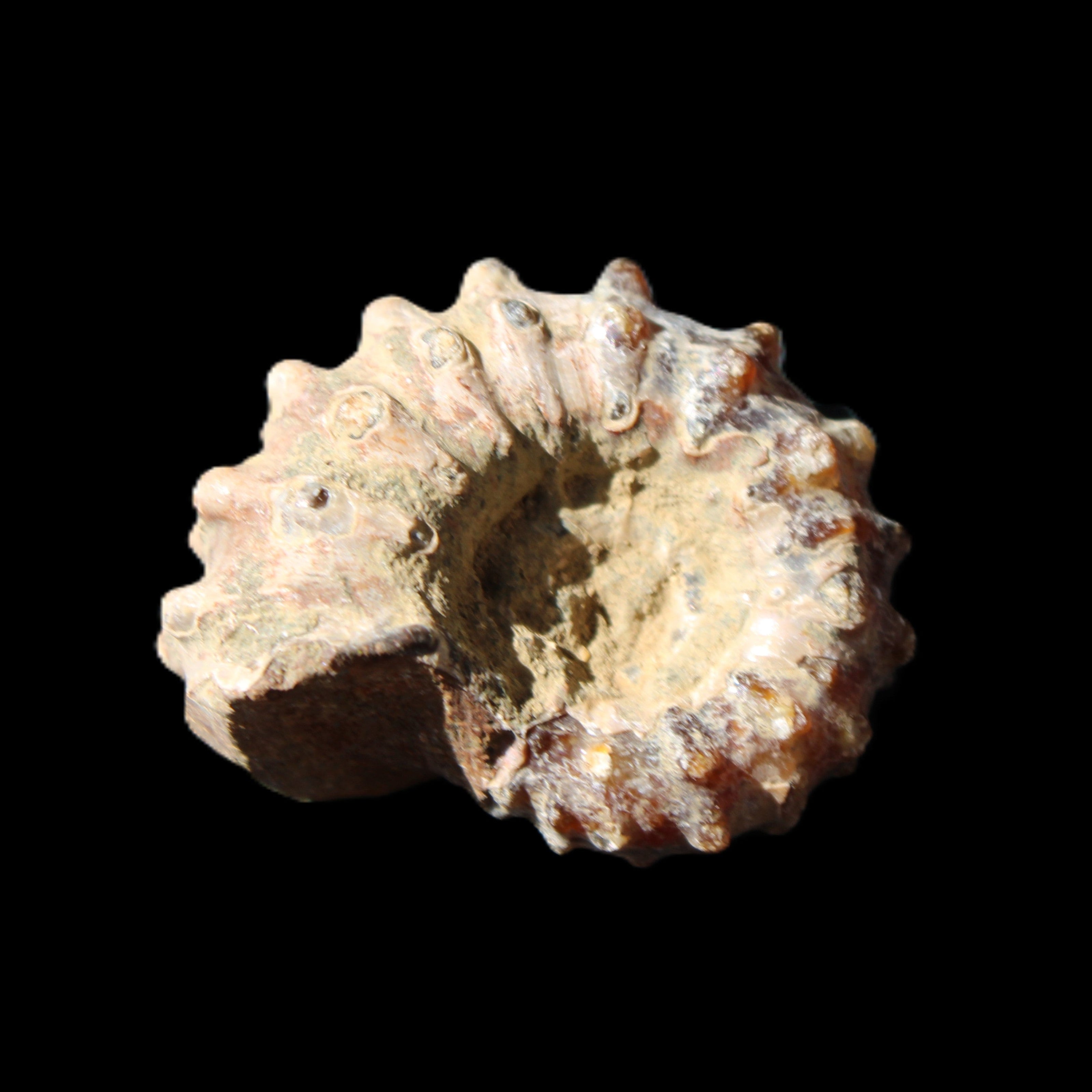 Cretaceous Ammonite Douvilleiceras from Madagascar 36*30*20mm 26/31g in sunlight - Rocks and Things Store