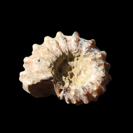 Cretaceous Ammonite Douvilleiceras from Madagascar 36*30*20mm 26/31g in sunlight - Rocks and Things Store