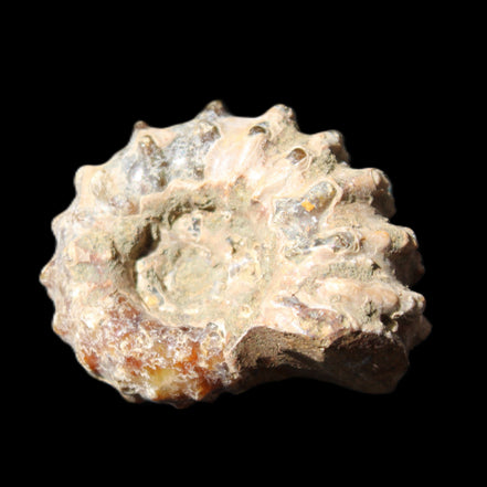 Cretaceous Ammonite Douvilleiceras from Madagascar 36*30*20mm 26/31g in sunlight - Rocks and Things Store