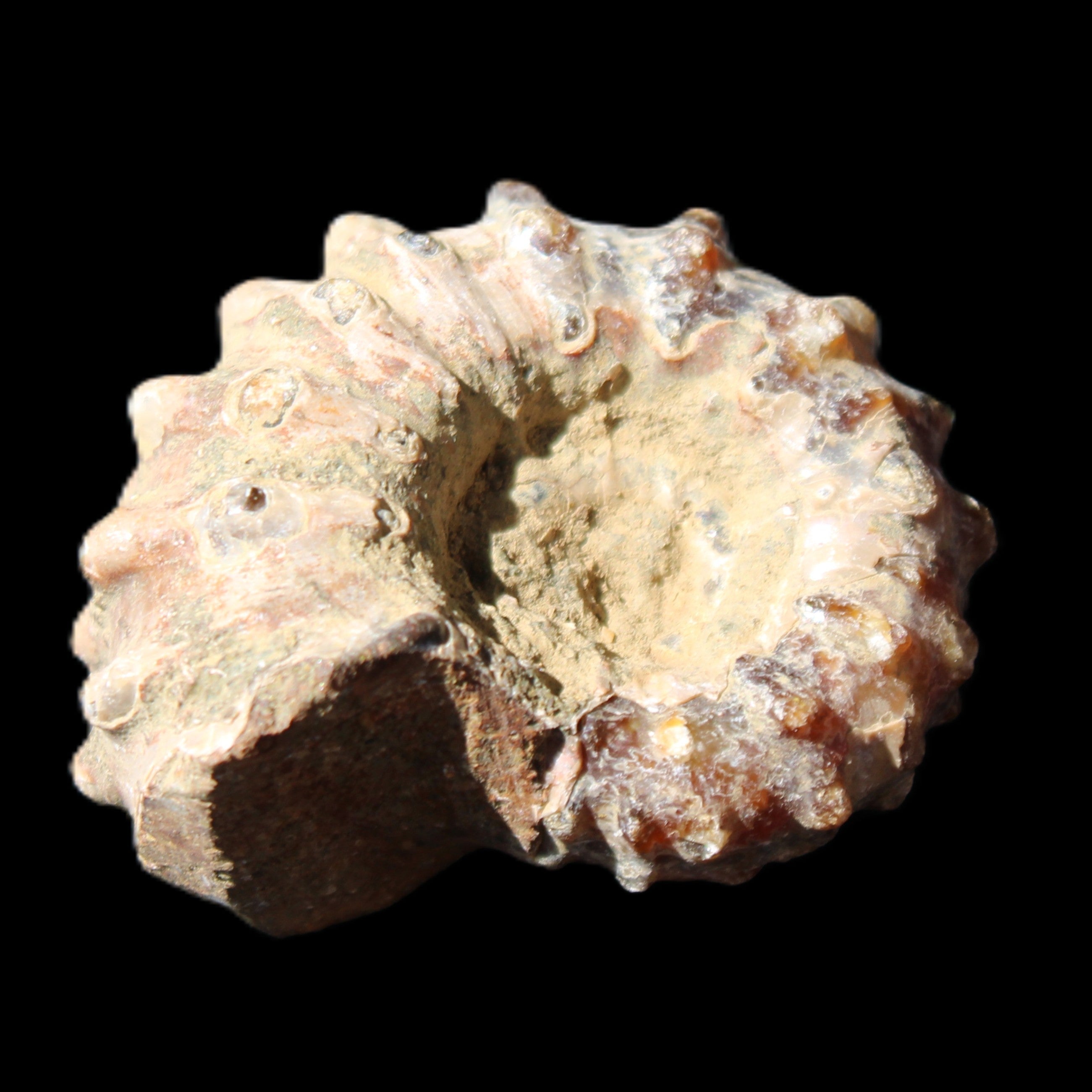 Cretaceous Ammonite Douvilleiceras from Madagascar 36*30*20mm 26/31g in sunlight - Rocks and Things Store