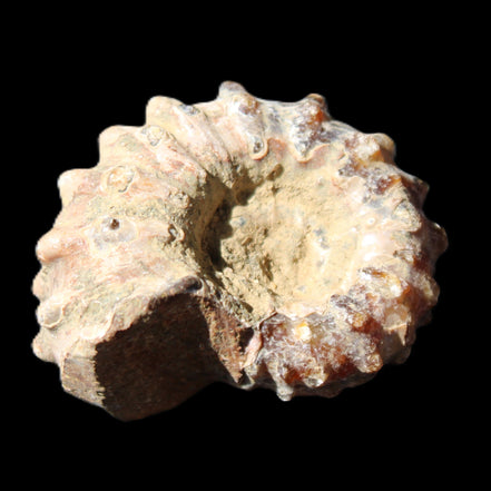 Cretaceous Ammonite Douvilleiceras from Madagascar 36*30*20mm 26/31g in sunlight - Rocks and Things Store