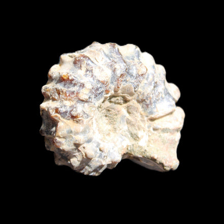 Cretaceous Ammonite Douvilleiceras from Madagascar 36*30*20mm 26/31g in sunlight - Rocks and Things Store