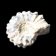 Cretaceous Ammonite Douvilleiceras from Madagascar 36*30*20mm 26/31g in sunlight - Rocks and Things Store