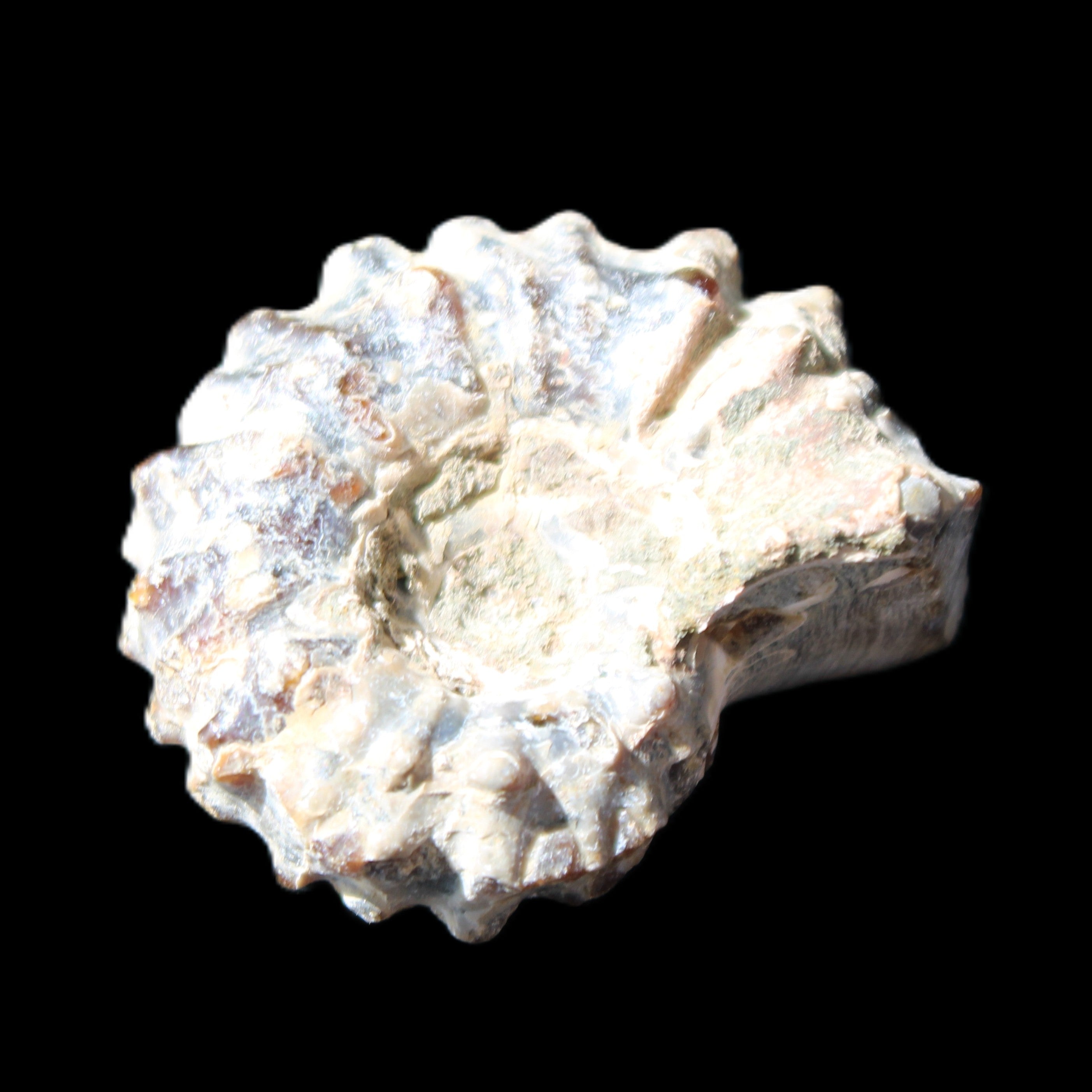 Cretaceous Ammonite Douvilleiceras from Madagascar 36*30*20mm 26/31g in sunlight - Rocks and Things Store