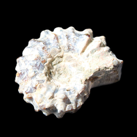 Cretaceous Ammonite Douvilleiceras from Madagascar 36*30*20mm 26/31g in sunlight - Rocks and Things Store