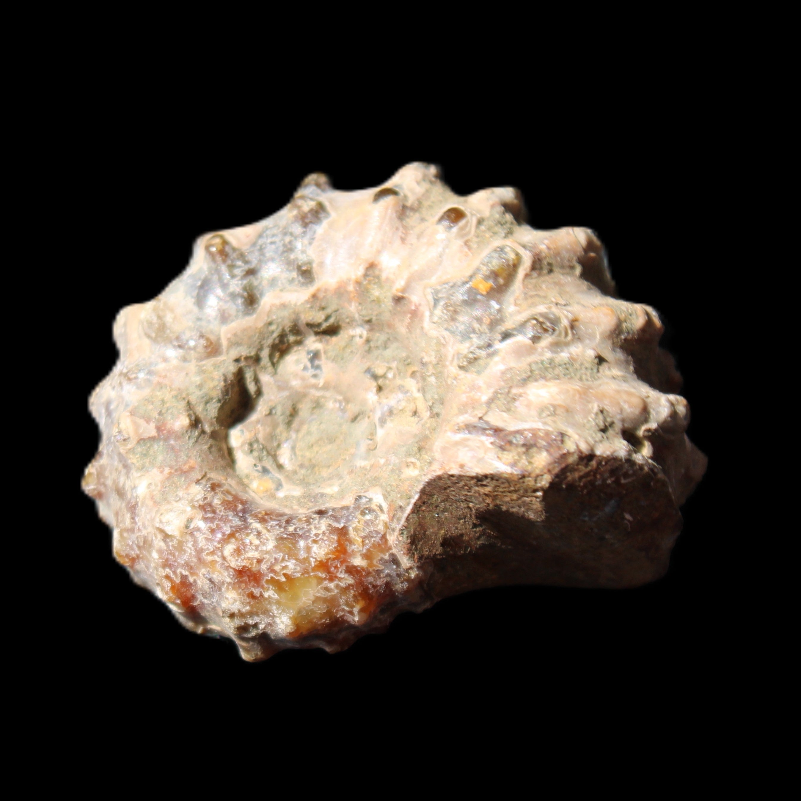 Cretaceous Ammonite Douvilleiceras from Madagascar 36*30*20mm 26/31g in sunlight - Rocks and Things Store