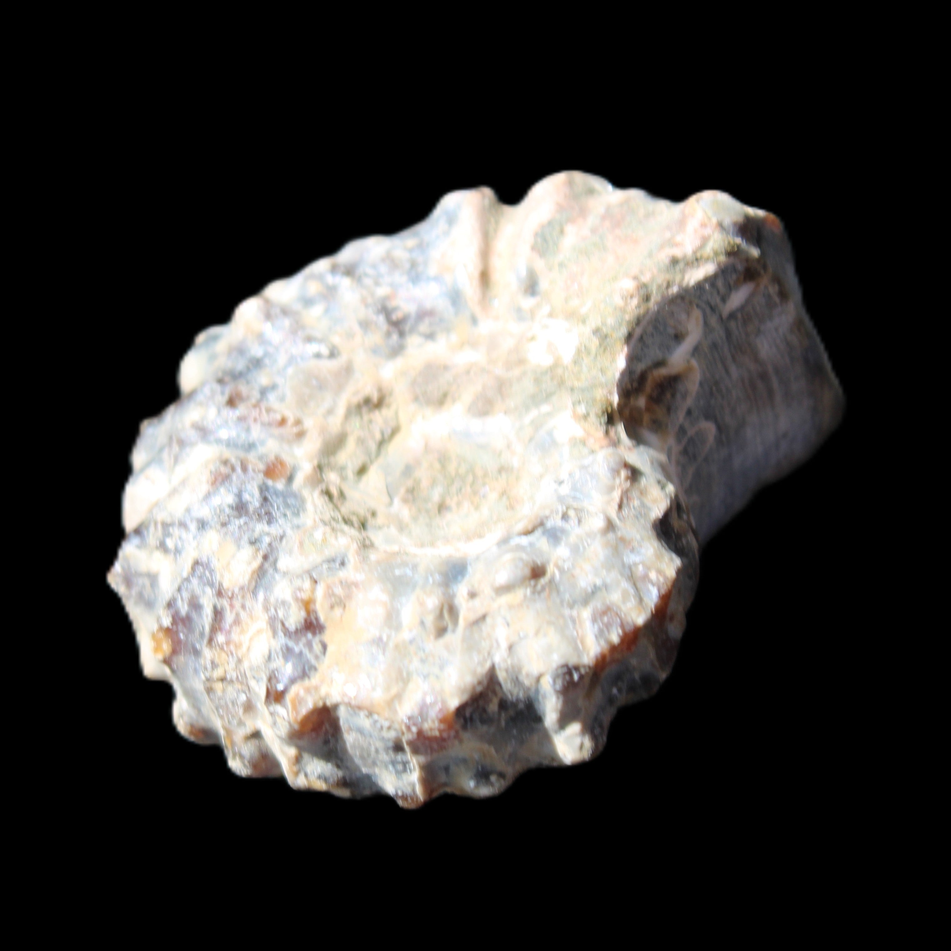 Cretaceous Ammonite Douvilleiceras from Madagascar 36*30*20mm 26/31g in sunlight - Rocks and Things Store