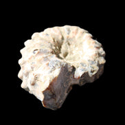 Cretaceous Ammonite Douvilleiceras from Madagascar 36*30*20mm 26/31g in sunlight - Rocks and Things Store