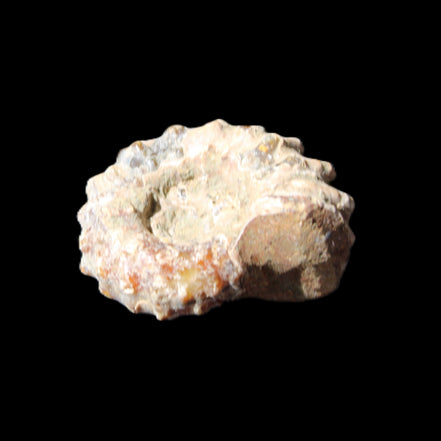 Cretaceous Ammonite Douvilleiceras from Madagascar 36*30*20mm 26/31g in sunlight - Rocks and Things Store
