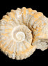 Cretaceous Ammonite from Morocco 83*75*45mm 339g in sunlight - Rocks and Things Store