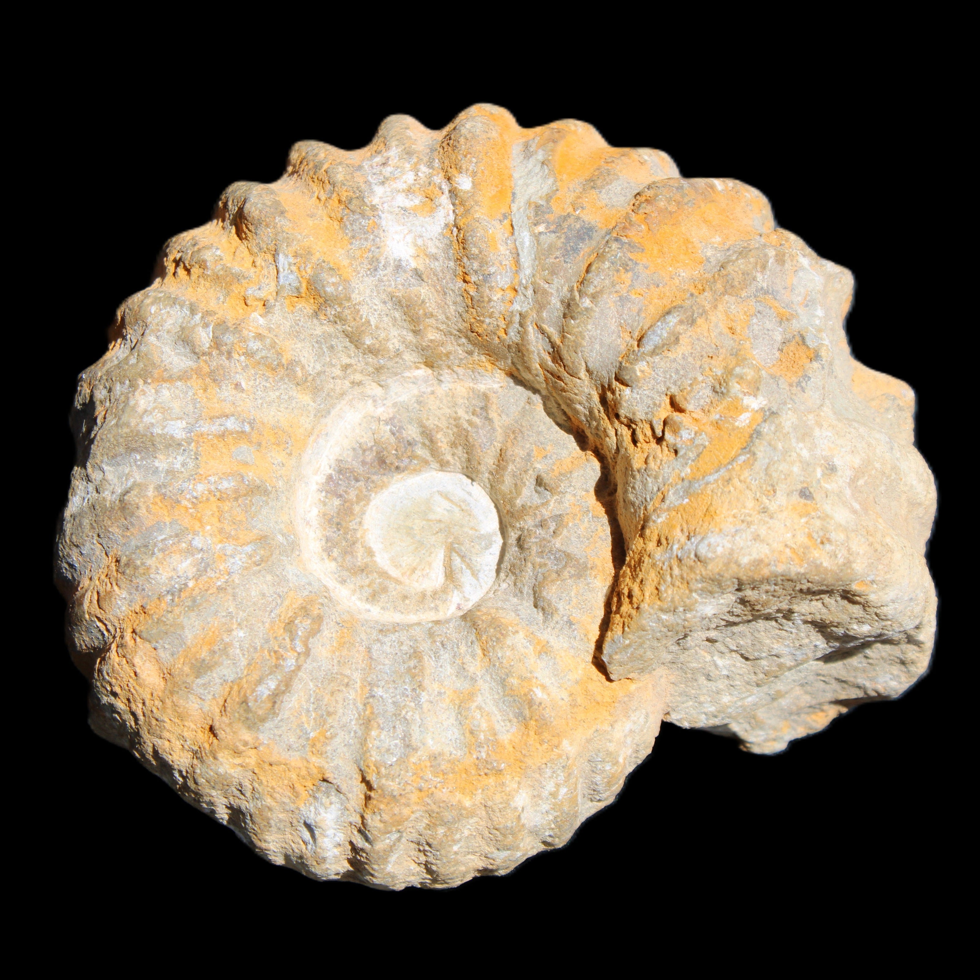 Cretaceous Ammonite from Morocco 83*75*45mm 339g in sunlight - Rocks and Things Store