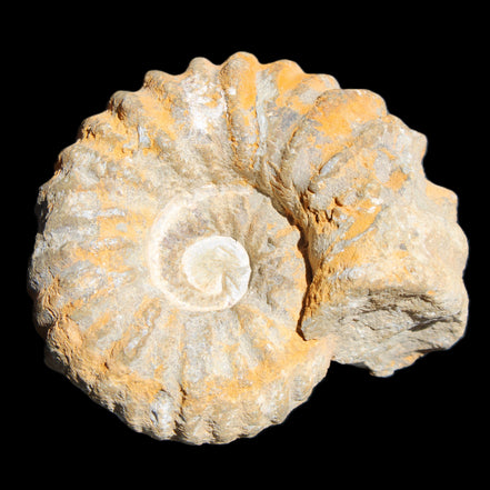 Cretaceous Ammonite from Morocco 83*75*45mm 339g in sunlight - Rocks and Things Store