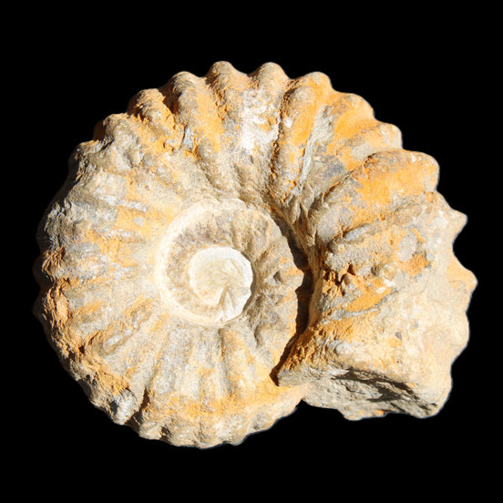 Cretaceous Ammonite from Morocco 83*75*45mm 339g in sunlight - Rocks and Things Store