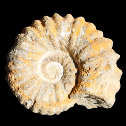 Cretaceous Ammonite from Morocco 83*75*45mm 339g in sunlight - Rocks and Things Store