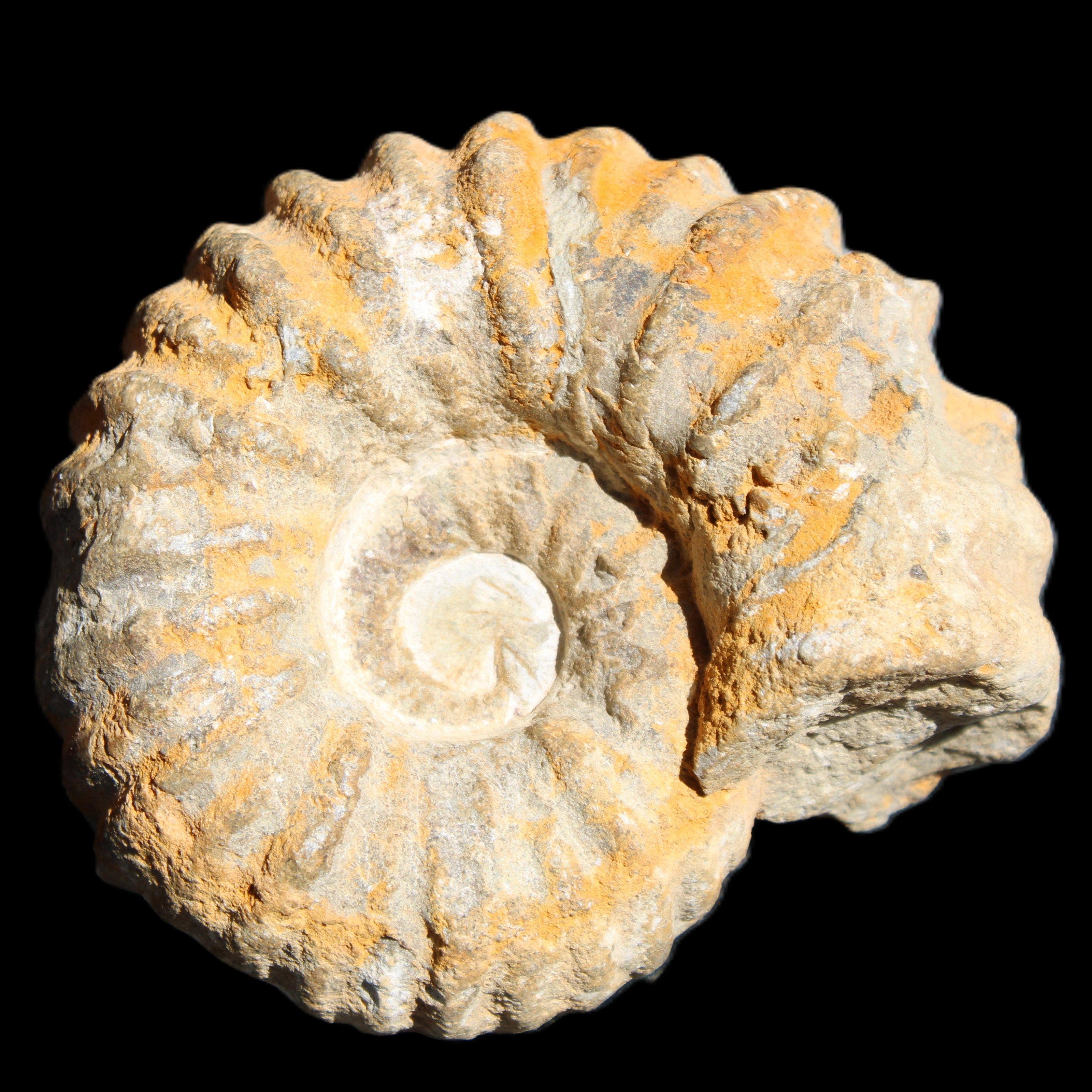 Cretaceous Ammonite from Morocco 83*75*45mm 339g in sunlight - Rocks and Things Store