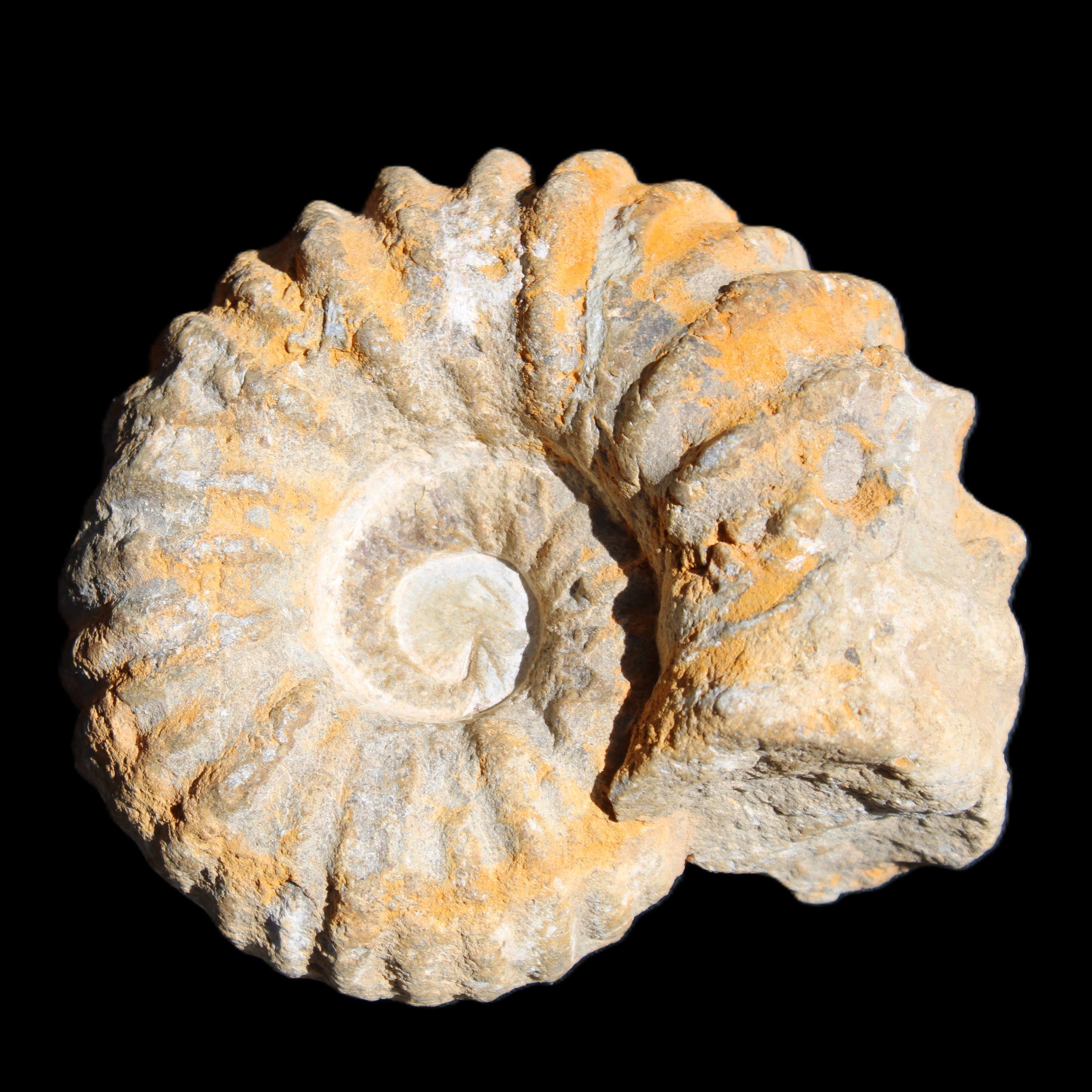 Cretaceous Ammonite from Morocco 83*75*45mm 339g in sunlight - Rocks and Things Store