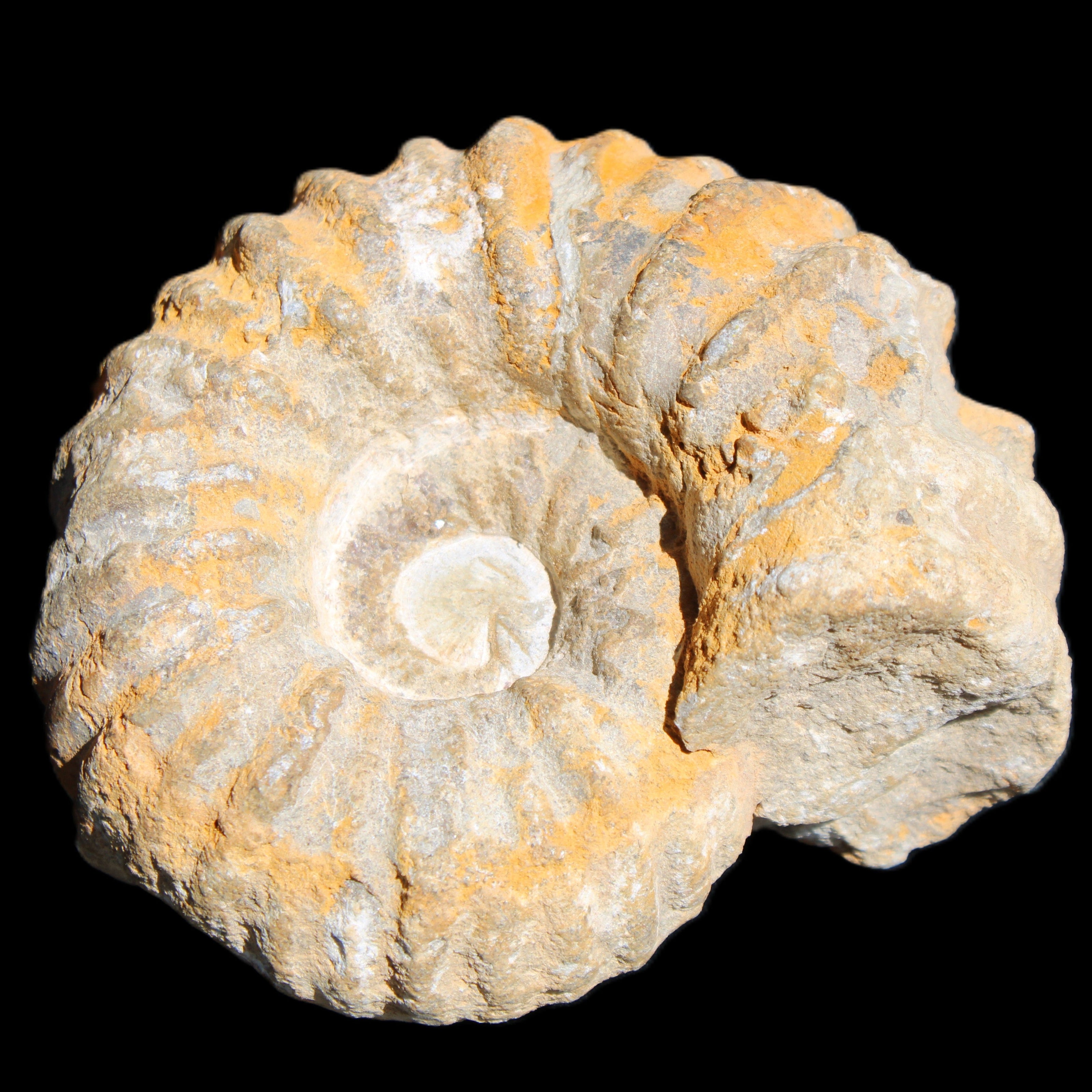 Cretaceous Ammonite from Morocco 83*75*45mm 339g in sunlight - Rocks and Things Store