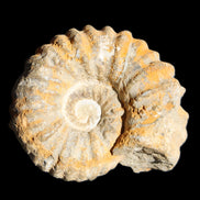 Cretaceous Ammonite from Morocco 83*75*45mm 339g in sunlight - Rocks and Things Store