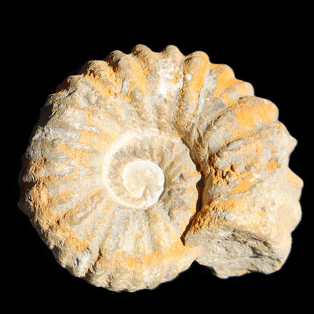 Cretaceous Ammonite from Morocco 83*75*45mm 339g in sunlight - Rocks and Things Store