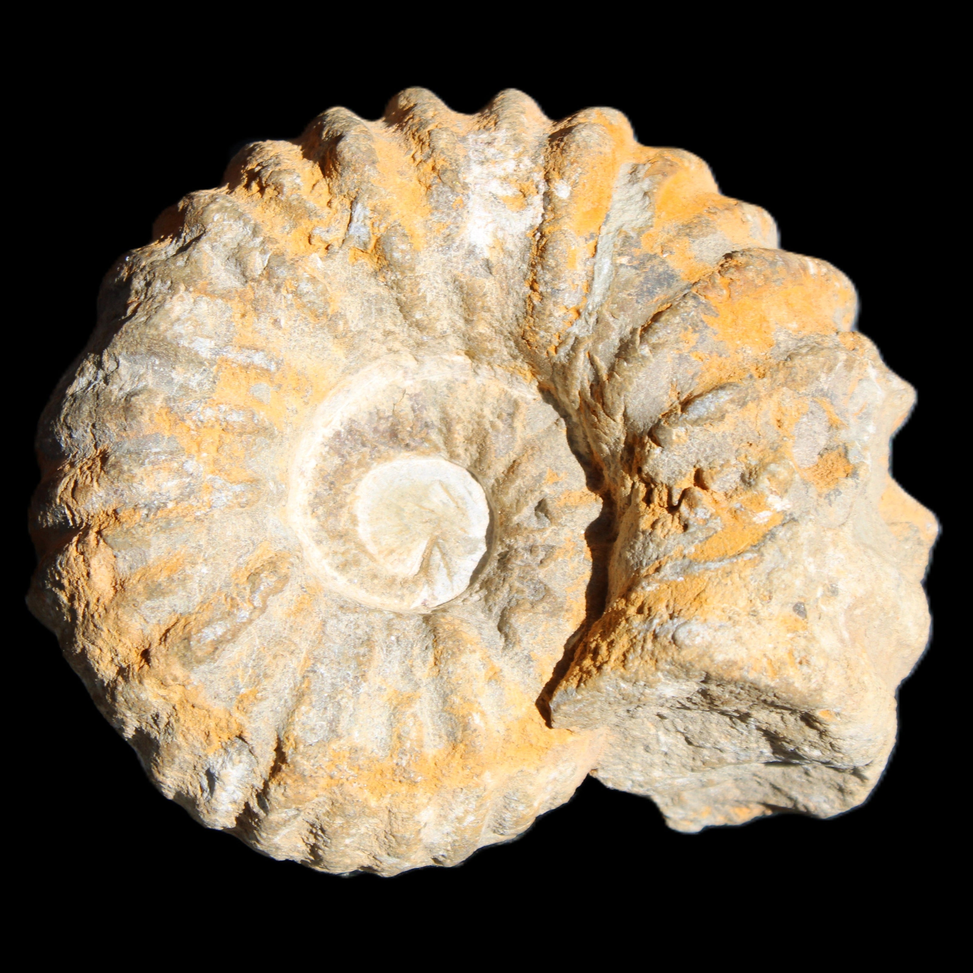 Cretaceous Ammonite from Morocco 83*75*45mm 339g in sunlight - Rocks and Things Store