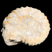 Cretaceous Ammonite from Morocco 83*75*45mm 339g in sunlight - Rocks and Things Store