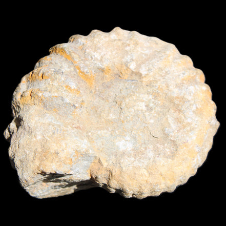 Cretaceous Ammonite from Morocco 83*75*45mm 339g in sunlight - Rocks and Things Store