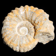 Cretaceous Ammonite from Morocco 83*75*45mm 339g in sunlight - Rocks and Things Store