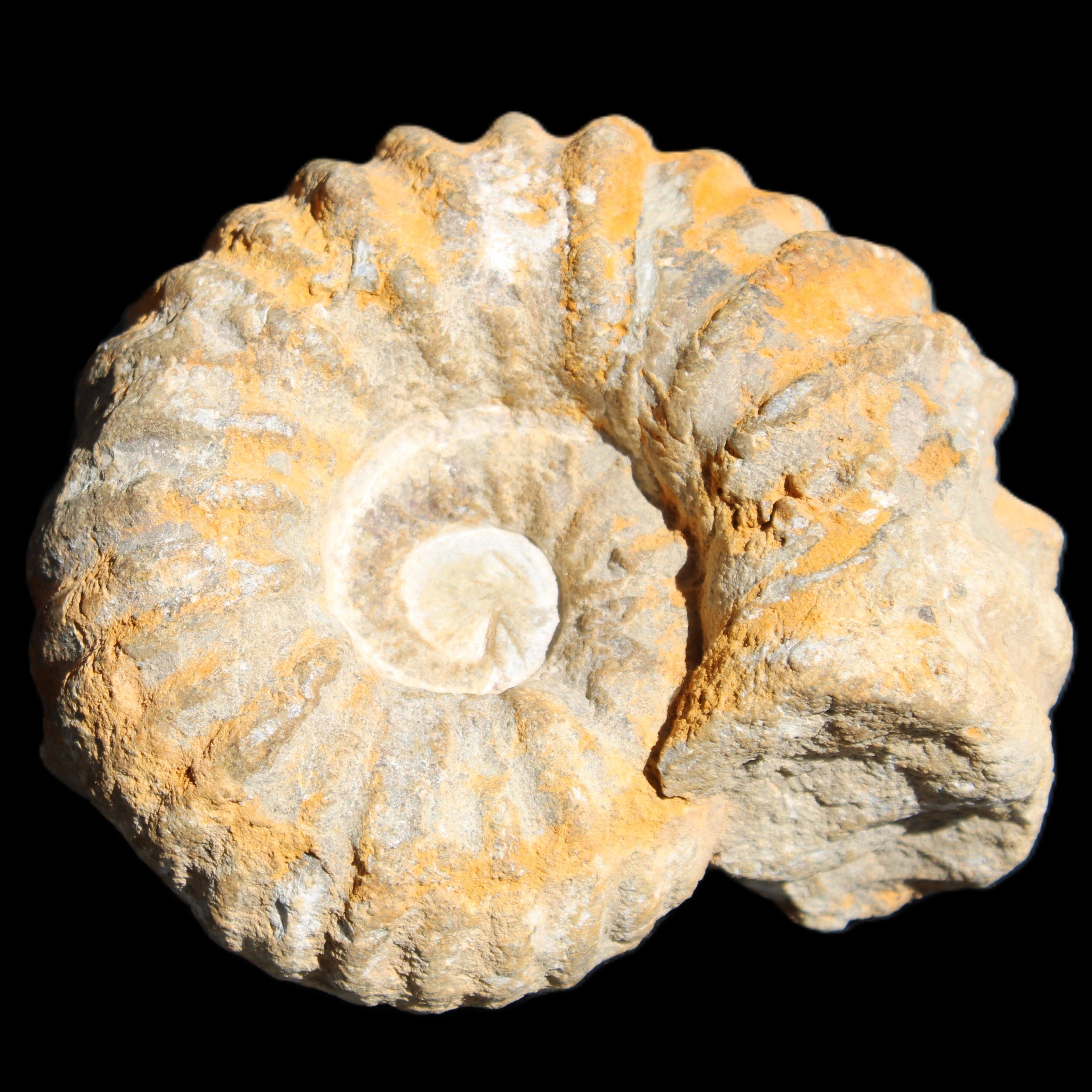 Cretaceous Ammonite from Morocco 83*75*45mm 339g in sunlight - Rocks and Things Store