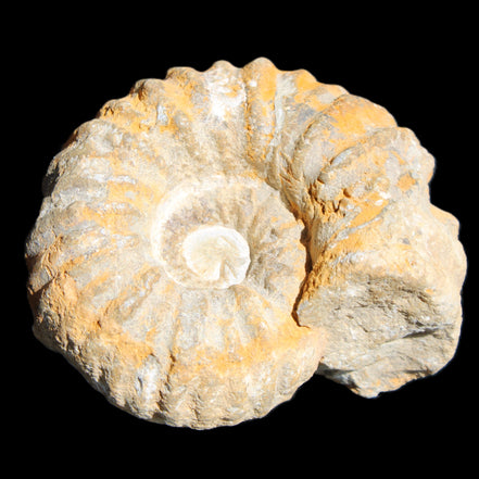 Cretaceous Ammonite from Morocco 83*75*45mm 339g in sunlight - Rocks and Things Store