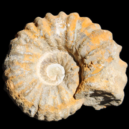 Cretaceous Ammonite from Morocco 83*75*45mm 339g in sunlight - Rocks and Things Store
