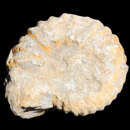 Cretaceous Ammonite from Morocco 83*75*45mm 339g in sunlight - Rocks and Things Store
