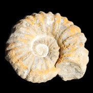 Cretaceous Ammonite from Morocco 83*75*45mm 339g in sunlight - Rocks and Things Store