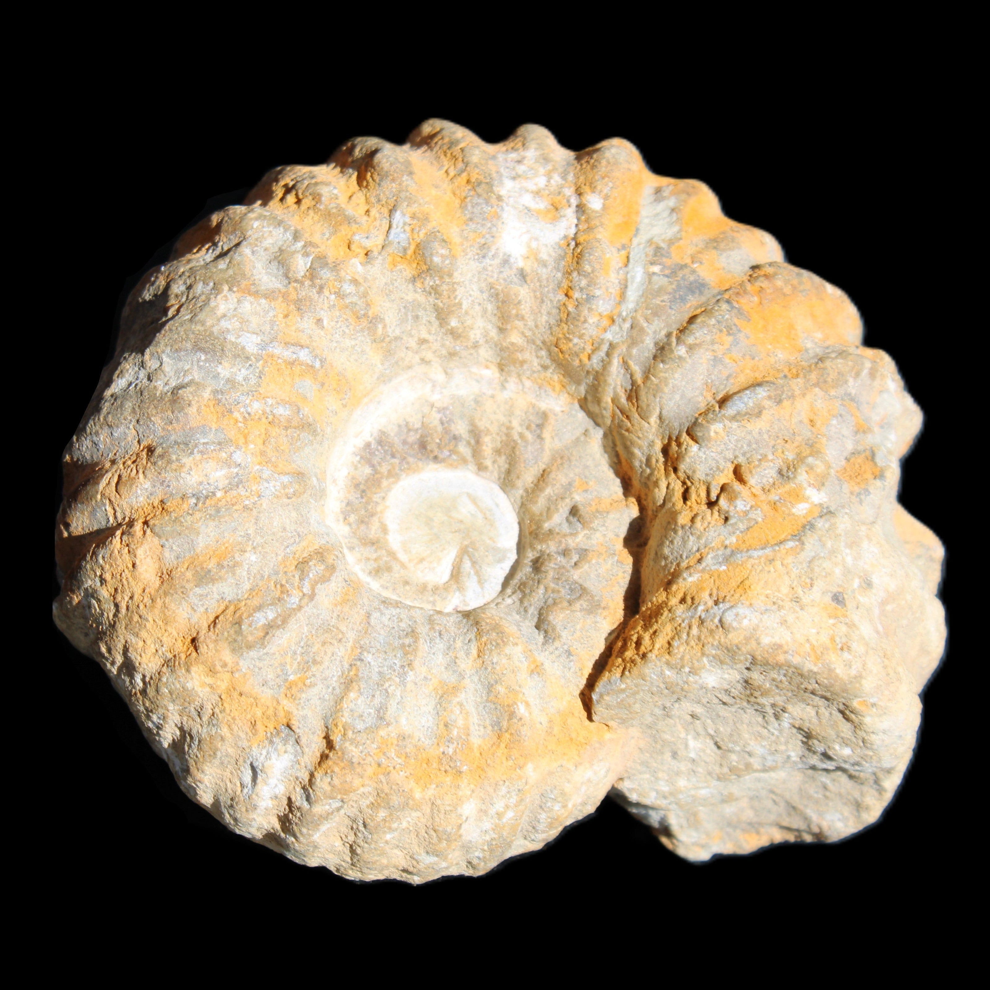 Cretaceous Ammonite from Morocco 83*75*45mm 339g in sunlight - Rocks and Things Store