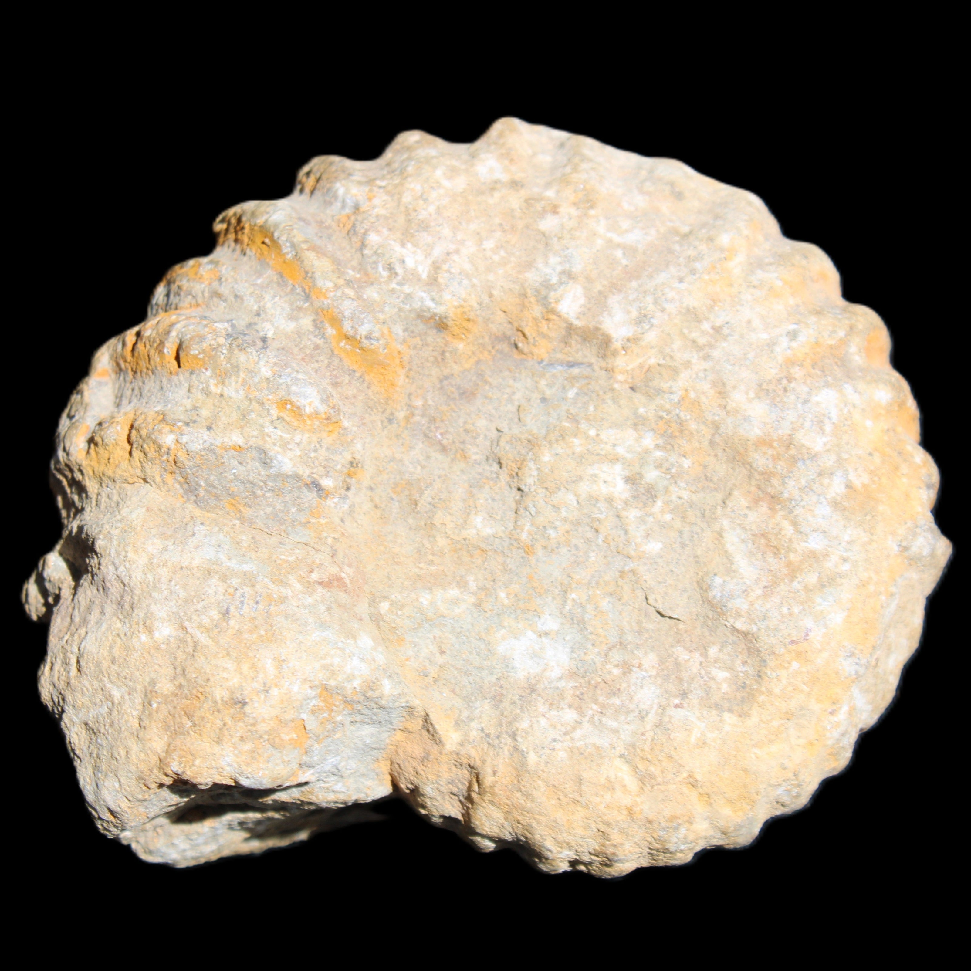 Cretaceous Ammonite from Morocco 83*75*45mm 339g in sunlight - Rocks and Things Store
