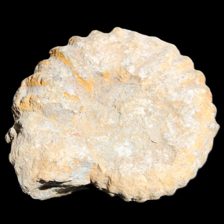 Cretaceous Ammonite from Morocco 83*75*45mm 339g in sunlight - Rocks and Things Store