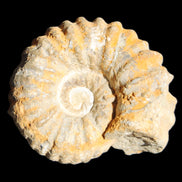Cretaceous Ammonite from Morocco 83*75*45mm 339g in sunlight - Rocks and Things Store